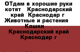 ОТдам в хорошие руки котят - Краснодарский край, Краснодар г. Животные и растения » Кошки   . Краснодарский край,Краснодар г.